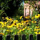 Gelbe Blumen im Bauerngarten