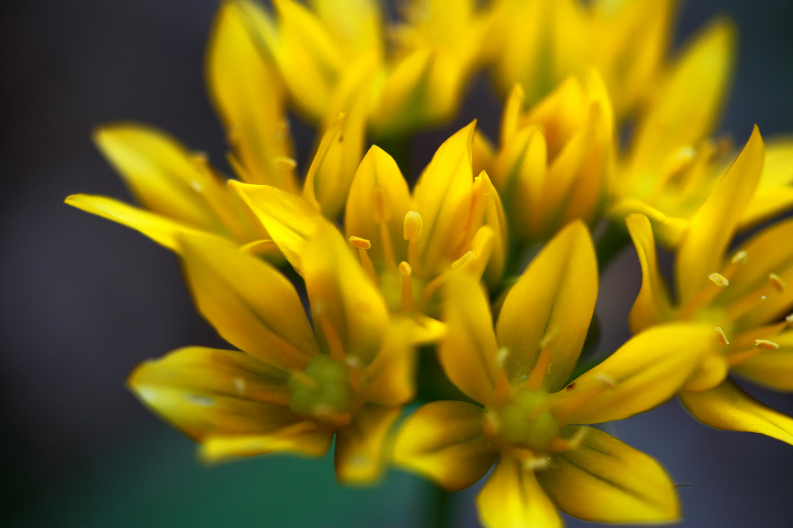 Gelbe Blumen im Garten