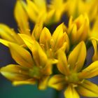 Gelbe Blumen im Garten