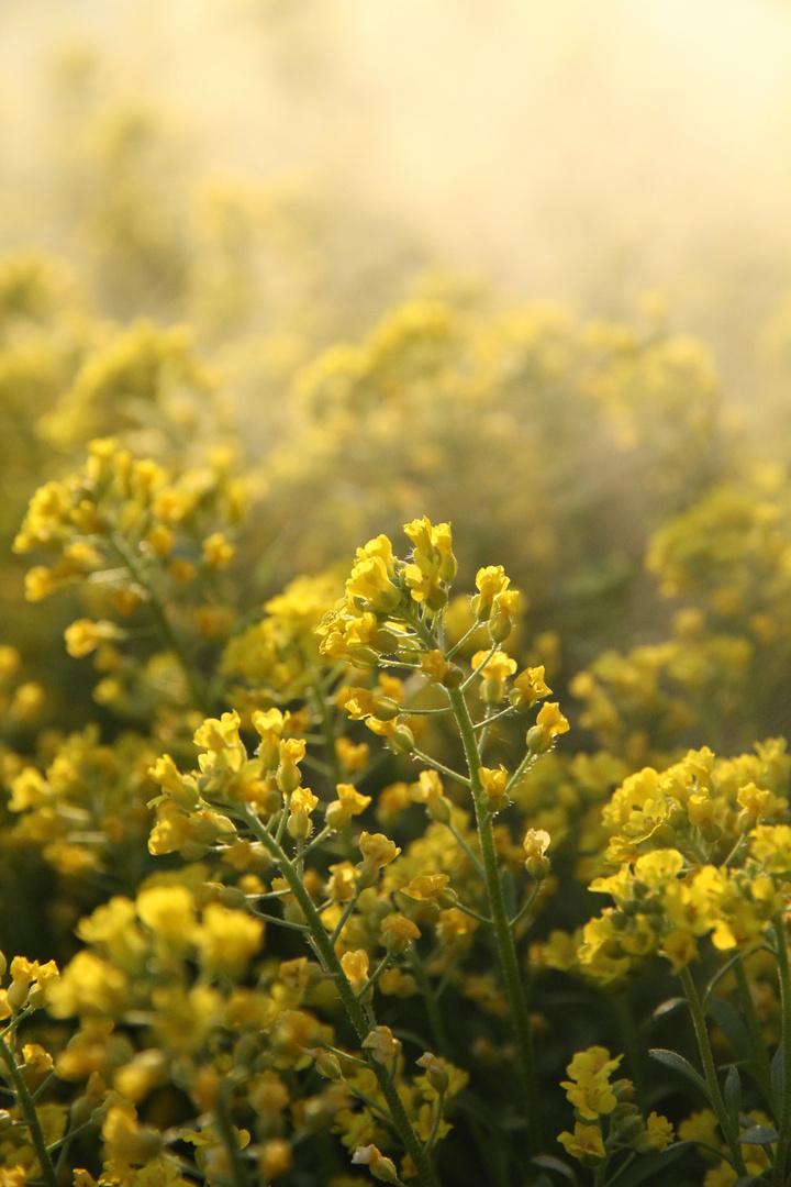 Gelbe Blumen im morgendlichen Nebel