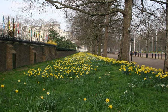 Gelbe Blumen im St. James Park in London