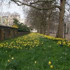 Gelbe Blumen im St. James Park in London