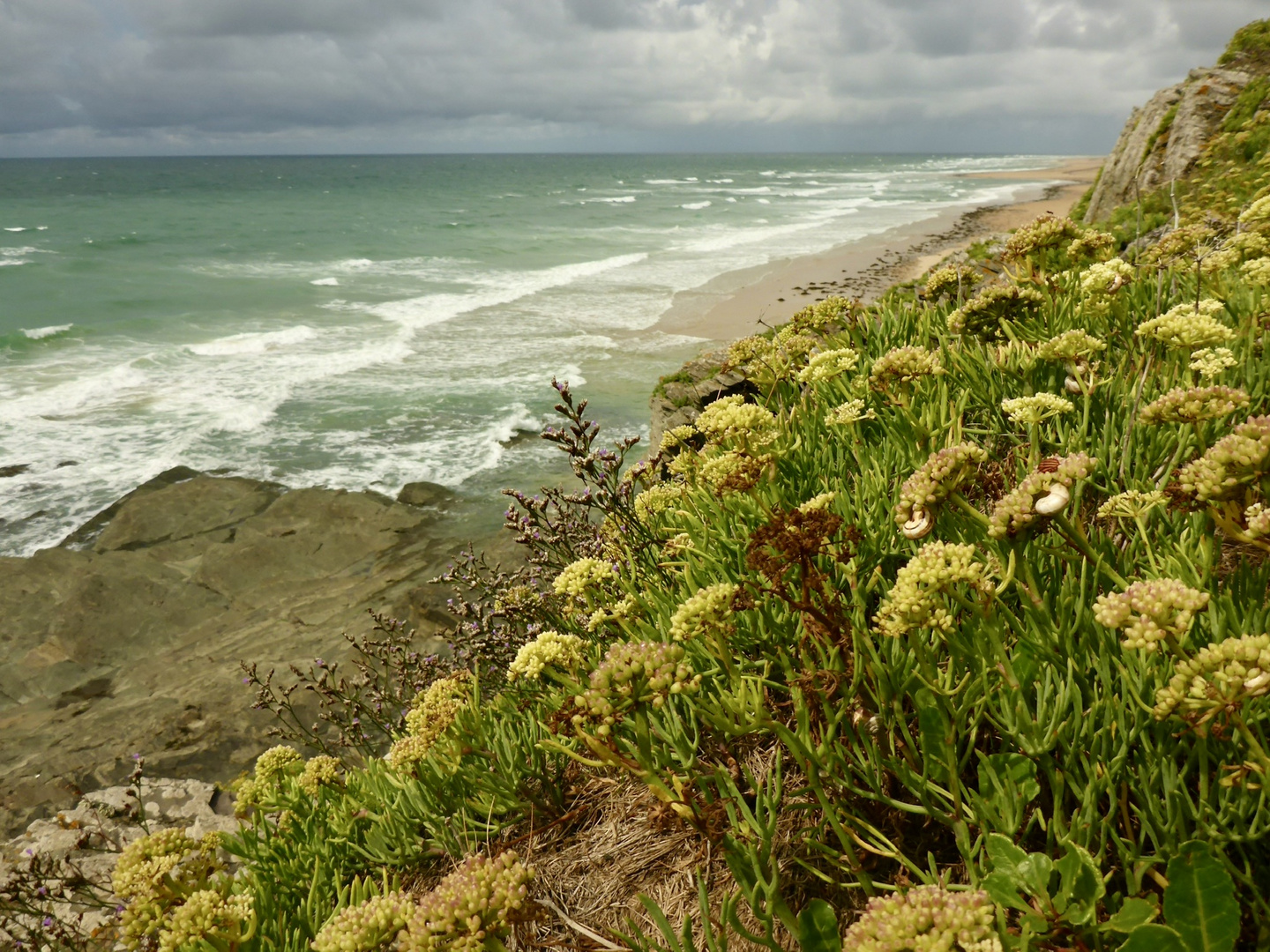 Gelbe Blumen in den Klippen am Atlantik