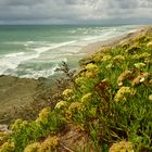 Gelbe Blumen in den Klippen am Atlantik