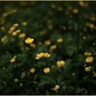 Gelbe Blumen in einer Lichtung im Wald