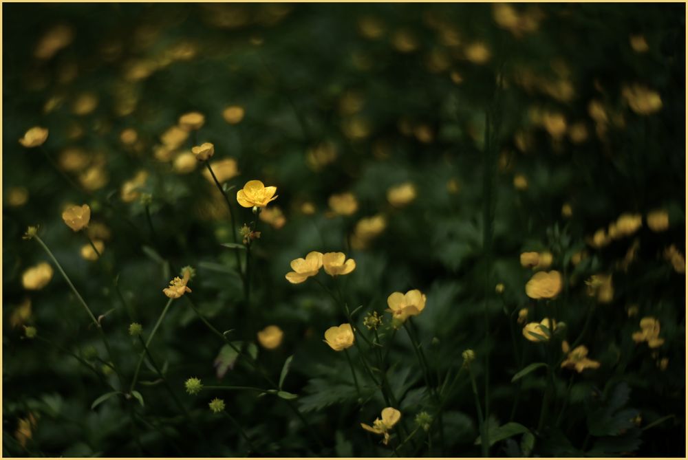 Gelbe Blumen in einer Lichtung im Wald