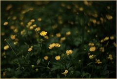 Gelbe Blumen in einer Lichtung im Wald