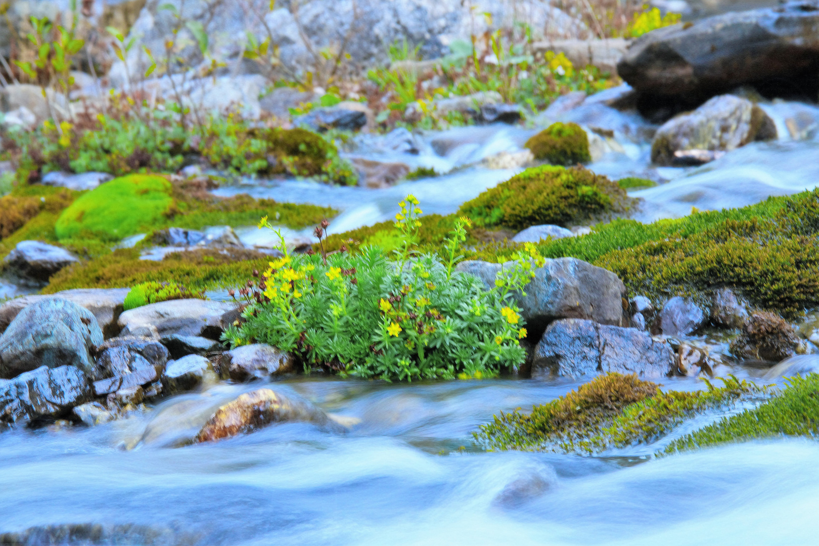 Gelbe Blumen in Seidenlandschaft