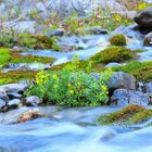 Gelbe Blumen in Seidenlandschaft