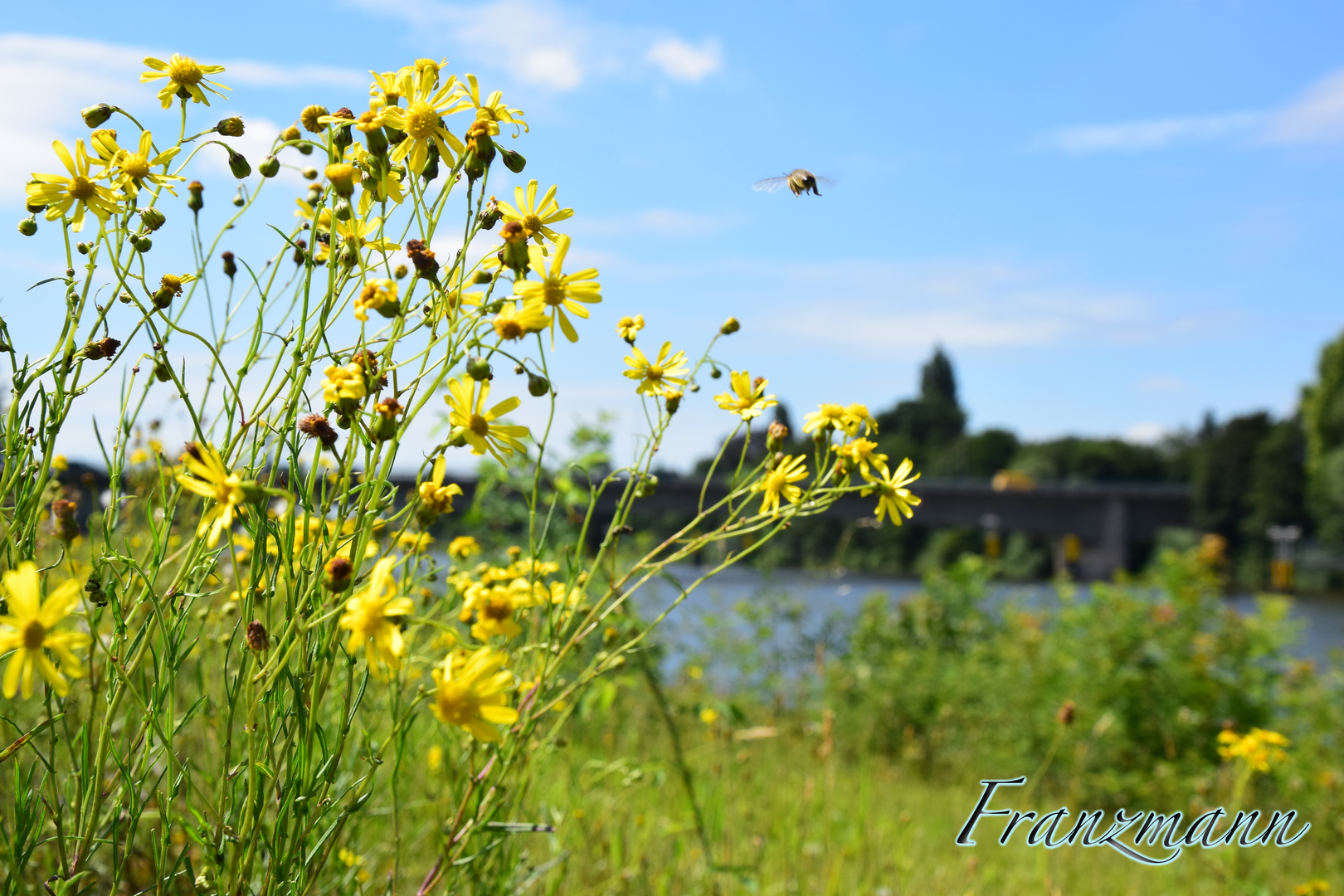 Gelbe Blumen mit Biene im Landeanflug