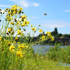 Gelbe Blumen mit Biene im Landeanflug