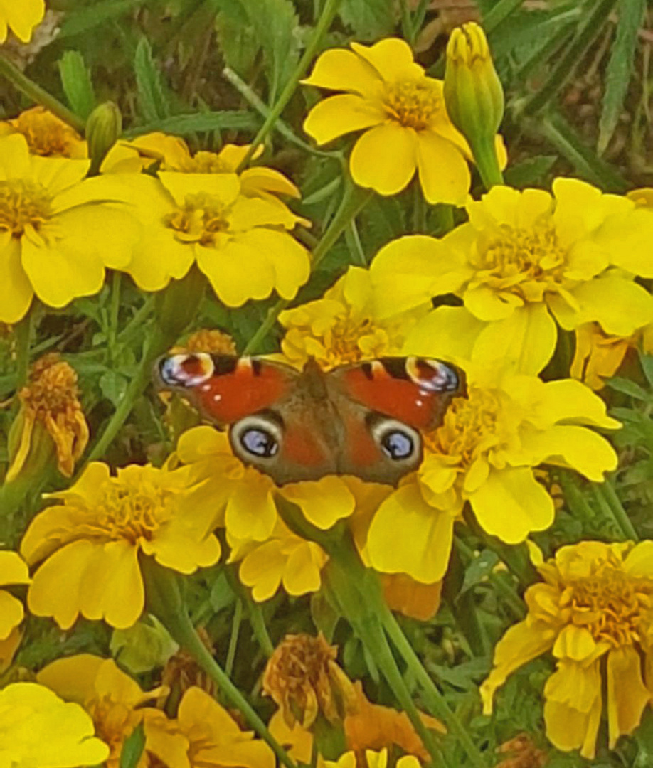 Gelbe Blumen mit einem hübschen Besucher