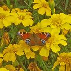 Gelbe Blumen mit einem hübschen Besucher