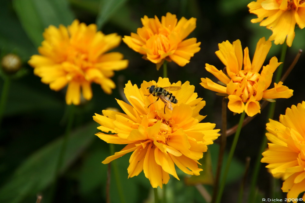 Gelbe Blumen mit Schwebefliege