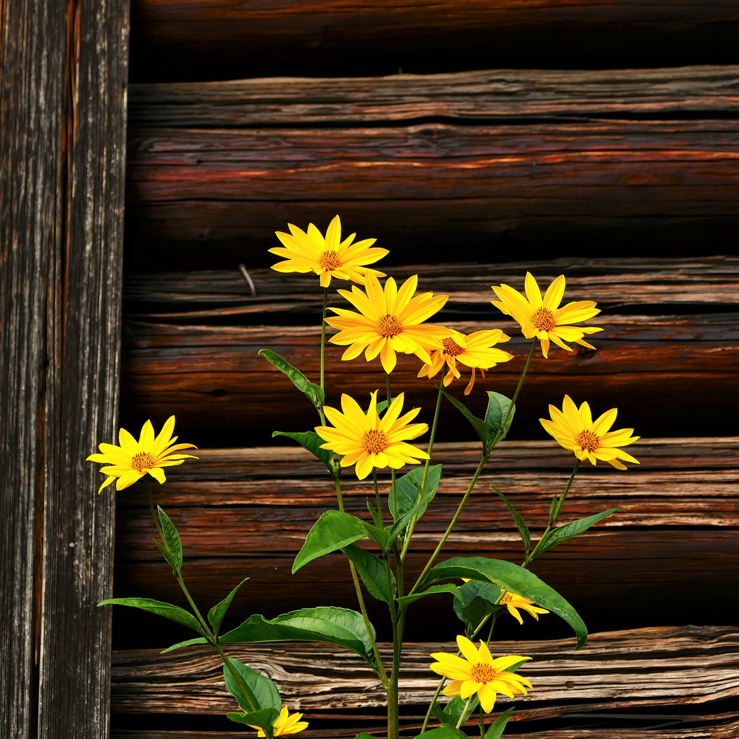 Gelbe Blumen vor altem Holz