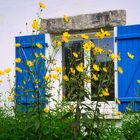 Gelbe Blumen vor dem Fenster