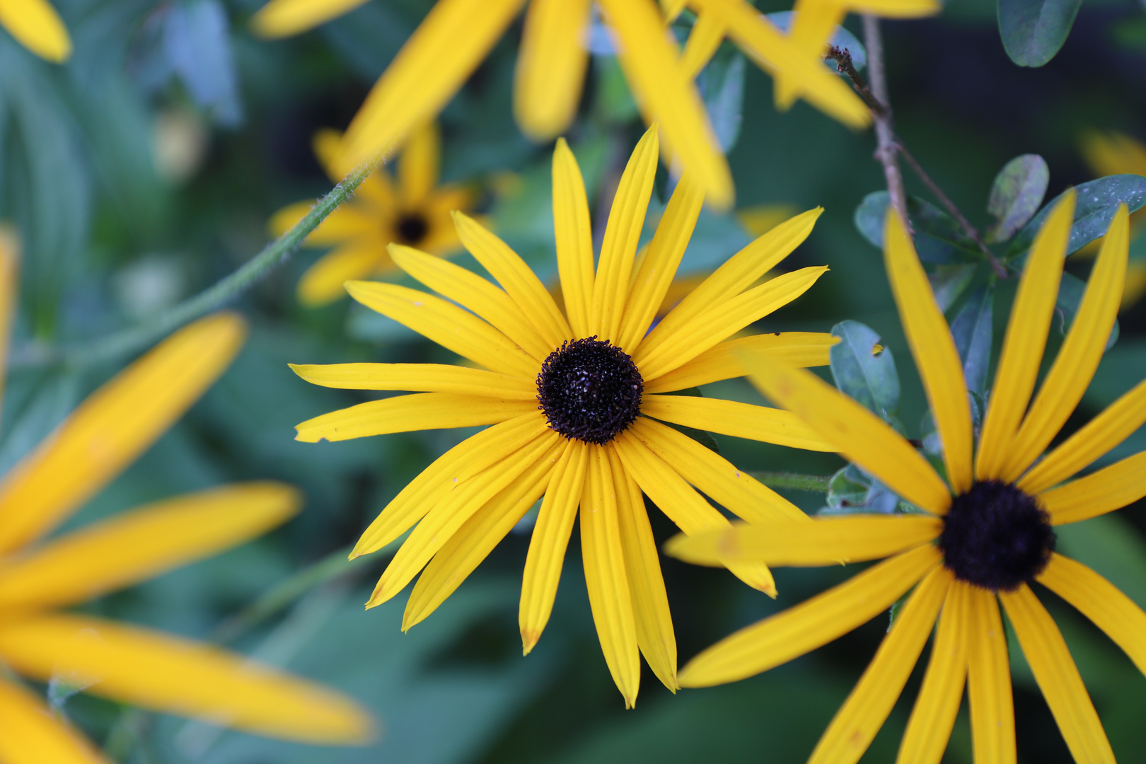 Gelbe Blumenblüten im Herbst