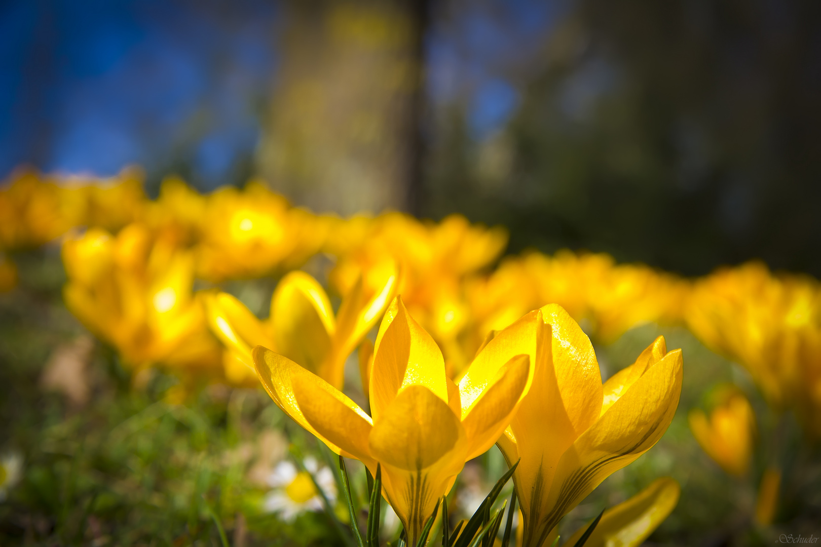Gelbe Blumenwiese Foto Bild Pflanzen Pilze Flechten Bluten Kleinpflanzen Blumen Bilder Auf Fotocommunity