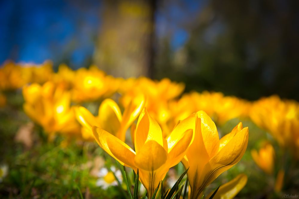 Gelbe Blumenwiese