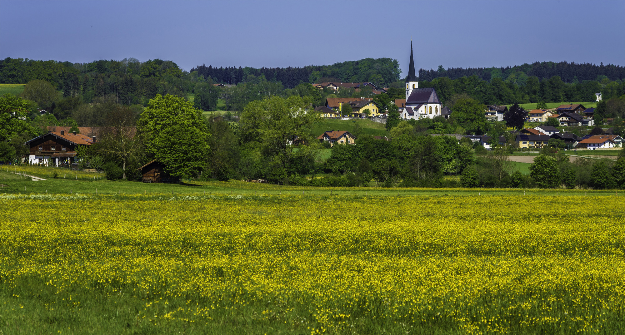 Gelbe Blumenwiese vor Taching