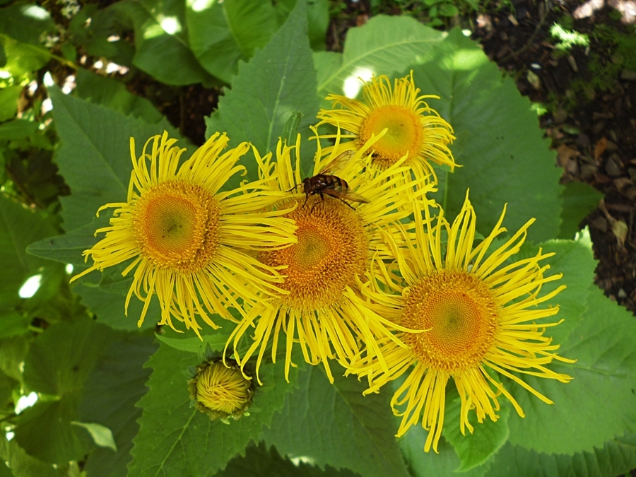 Gelbe BNlüten mit Besucher