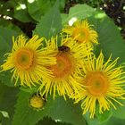 Gelbe BNlüten mit Besucher