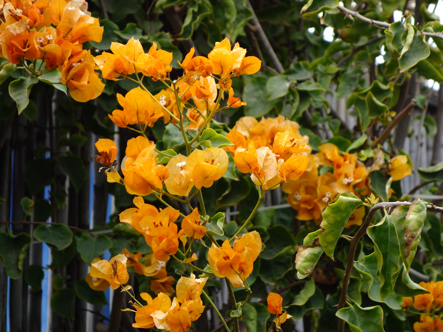 Gelbe Bougainvillias