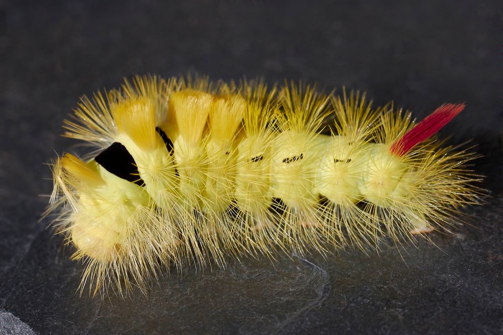 Gelbe BuchenStreckfußRaupe Foto & Bild tiere, wildlife, insekten Bilder auf