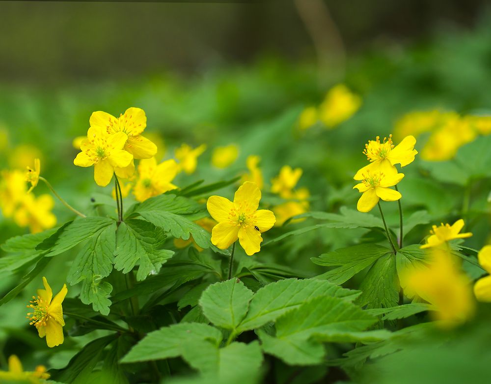 Gelbe Buschwindröschen Foto & Bild wald, natur, frühblüher Bilder auf