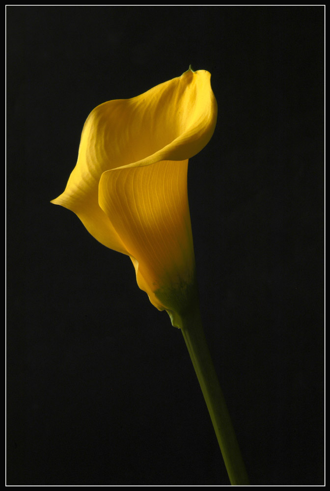 gelbe calla,