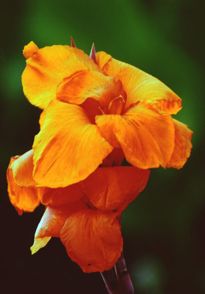 Gelbe Canna-Blüte im heimischen Garten