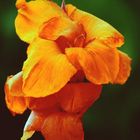 Gelbe Canna-Blüte im heimischen Garten