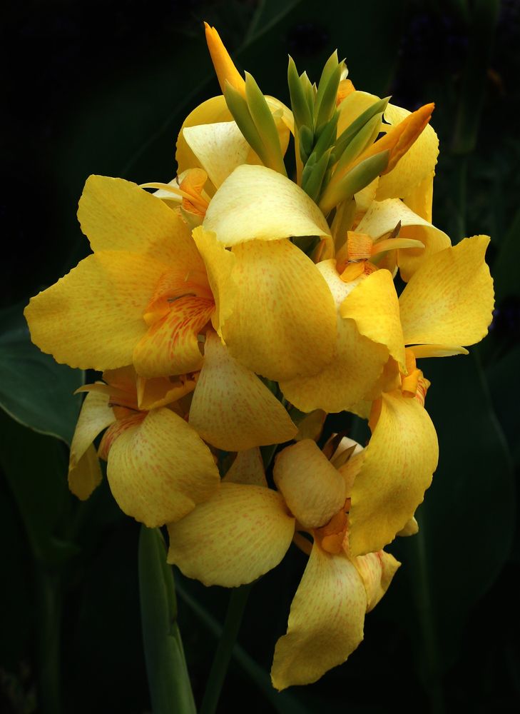 Gelbe Canna