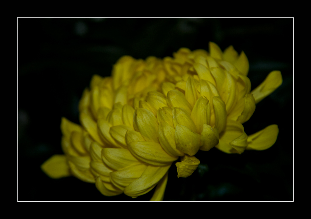 gelbe Chrysantheme