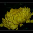 gelbe Chrysantheme