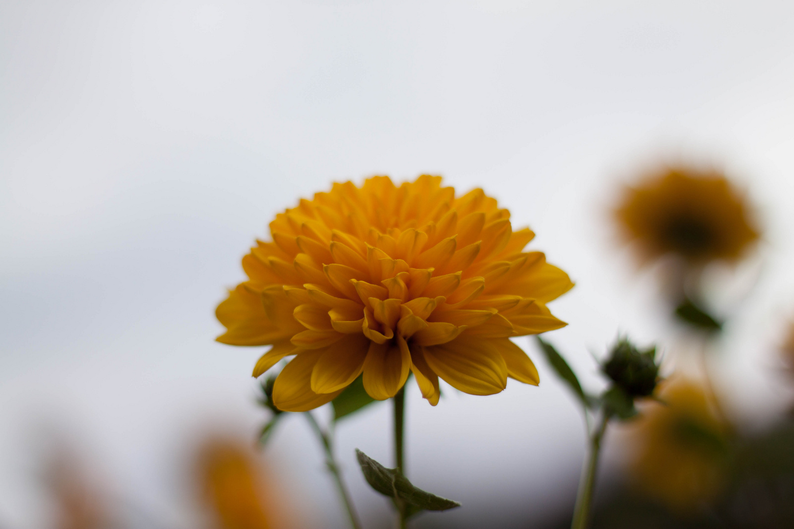 Gelbe Dahlie im Licht