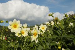 gelbe Dahlien unter Wolkenhimmel