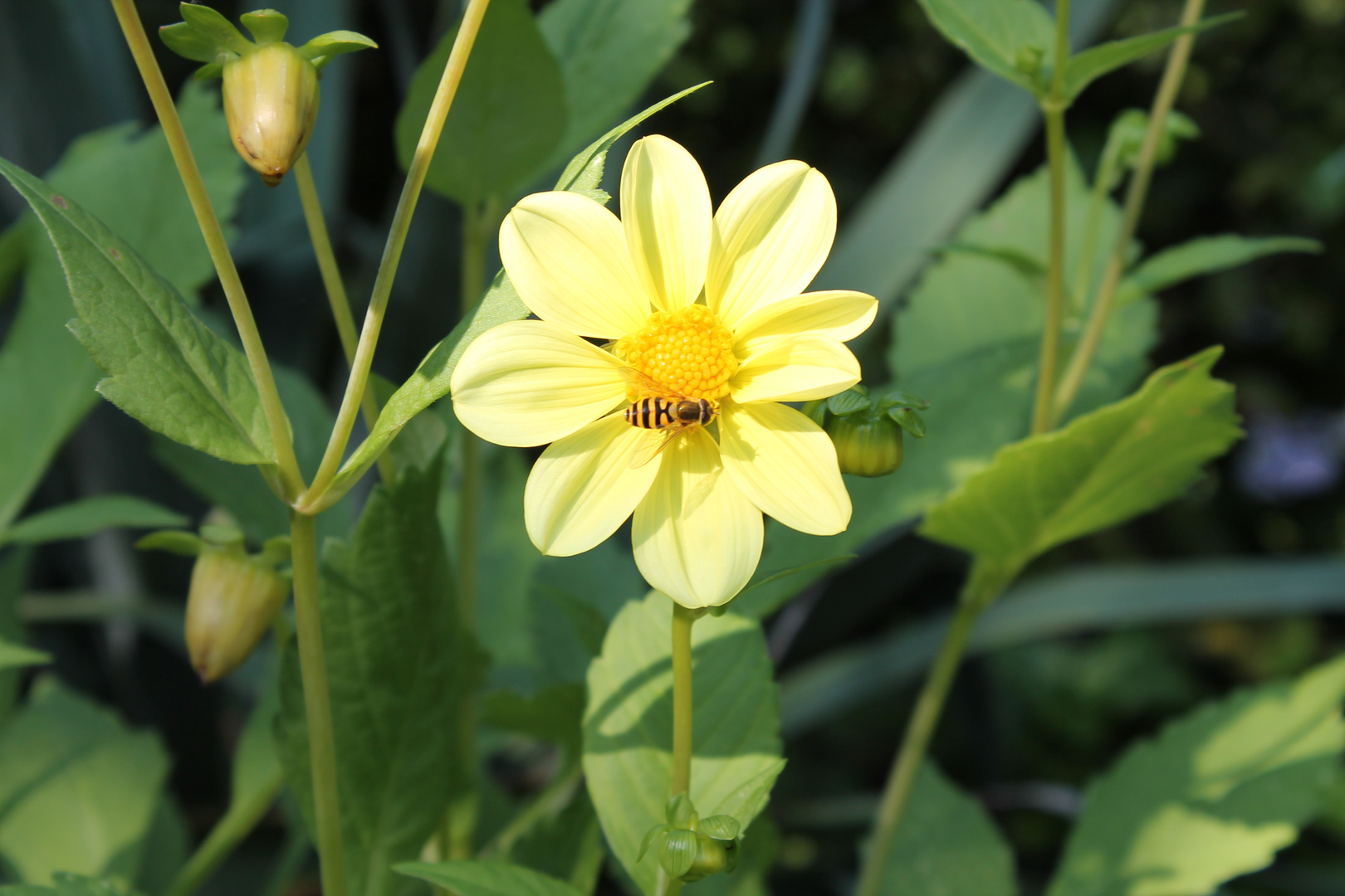 Gelbe Dahlien.Fleißiges Bienchen