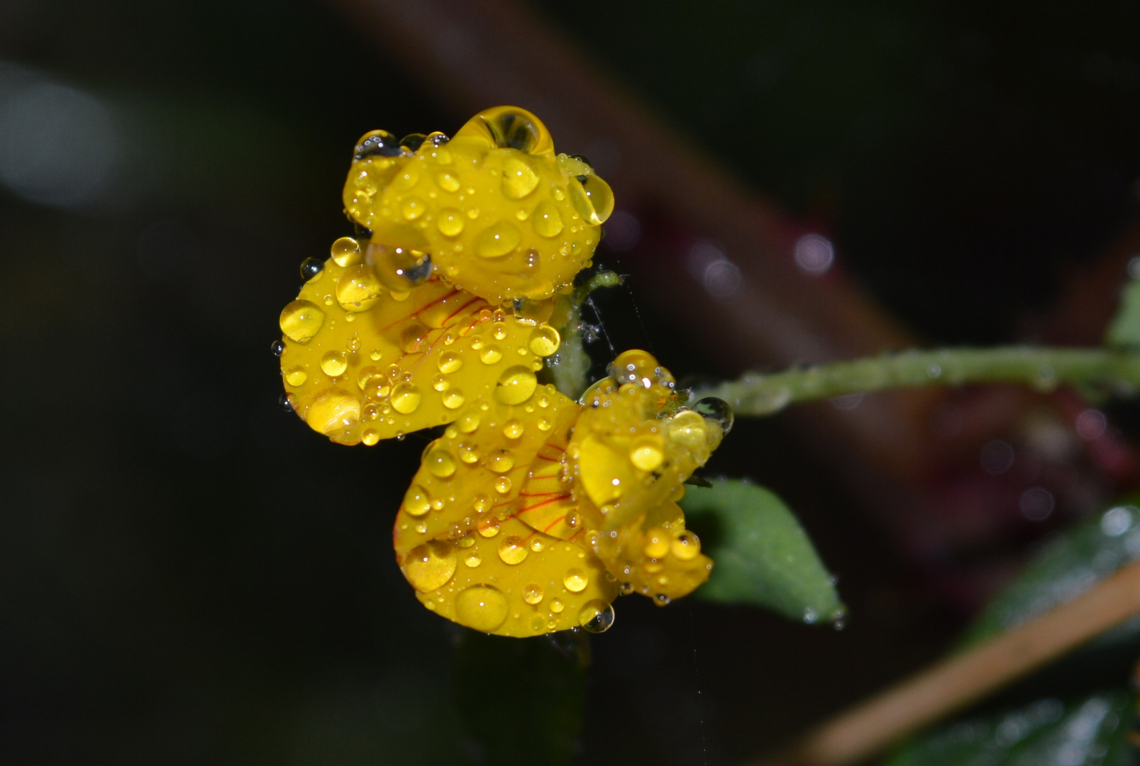 gelbe Diamanten ~ 1 / yellow diamonds ~ 1