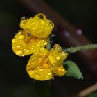 gelbe Diamanten ~ 1 / yellow diamonds ~ 1