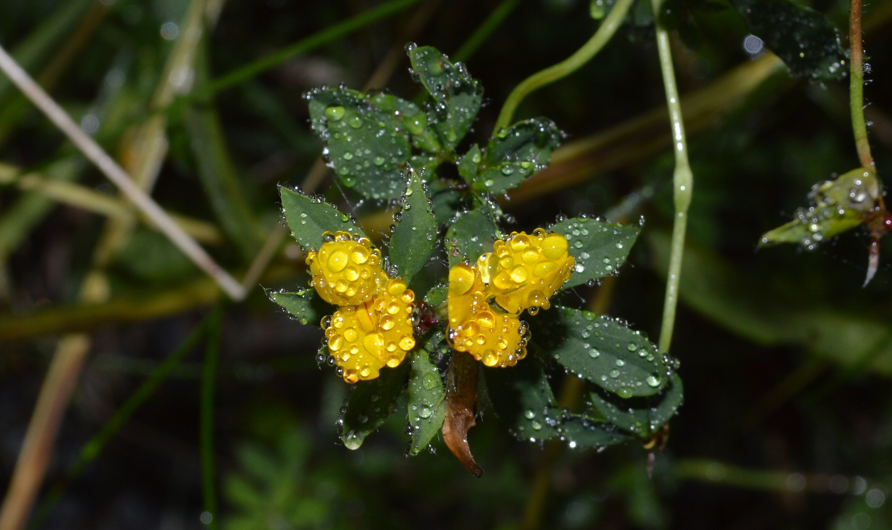 gelbe Diamanten ~ 2 / yellow diamonds ~ 2