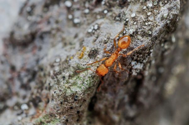 Gelbe Diebsameise (Solenopsis fugax)
