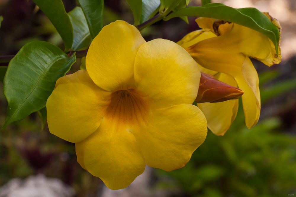 Gelbe Dipladenia Foto & Bild world, spezial, gelb Bilder auf