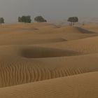 gelbe Dünen mit Bäumen