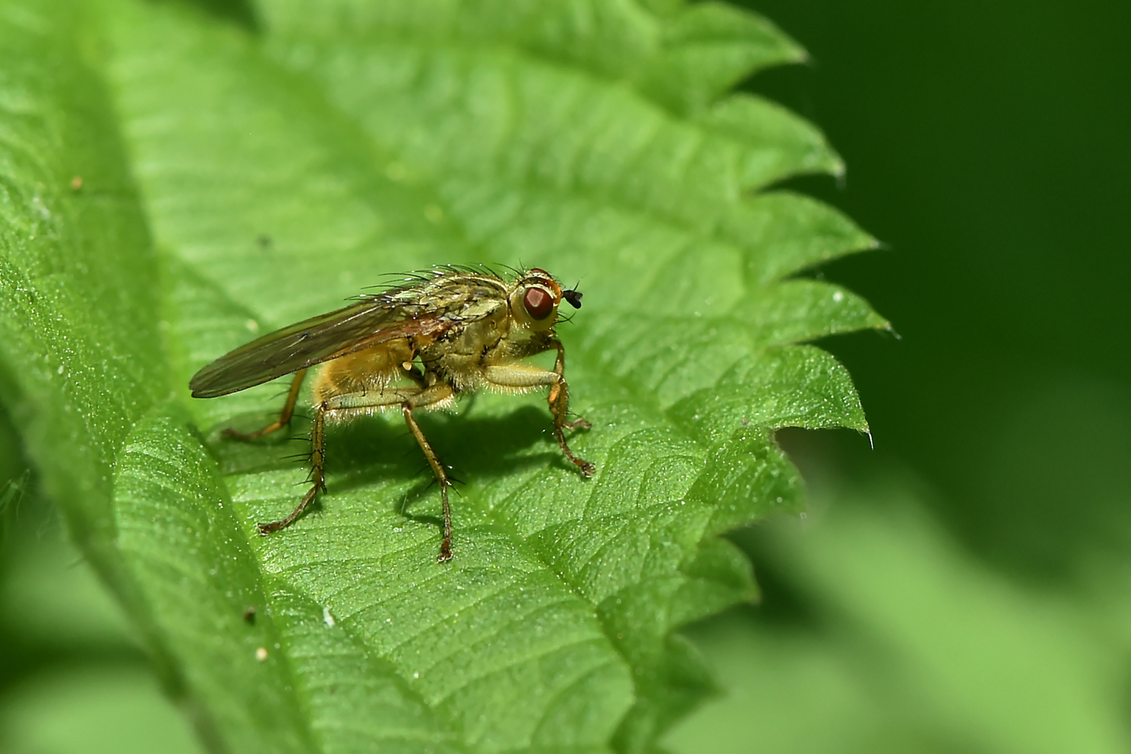 Gelbe Dungfliege