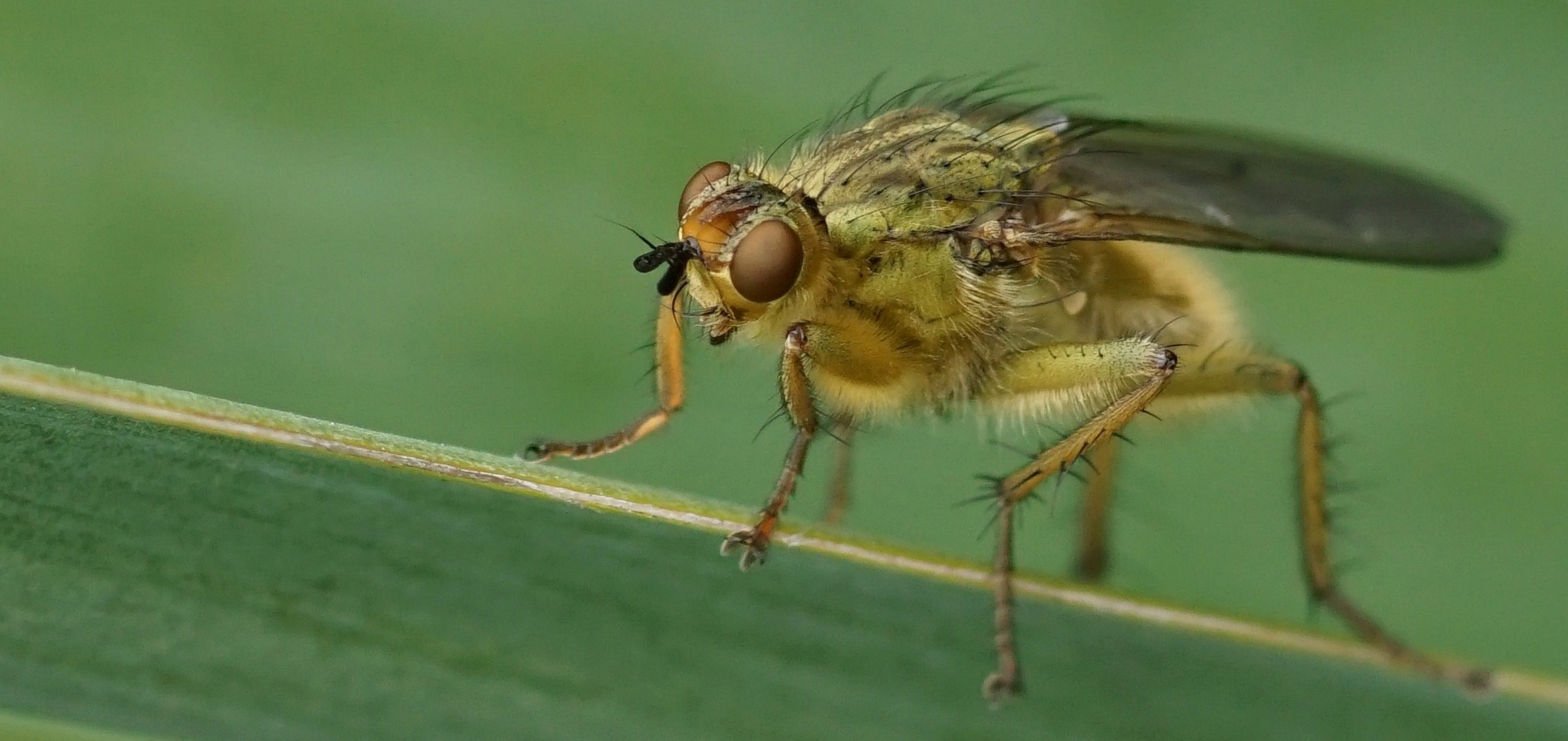 Gelbe Dungfliege