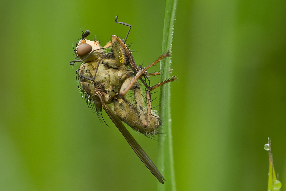 gelbe Dungfliege beim Fressen