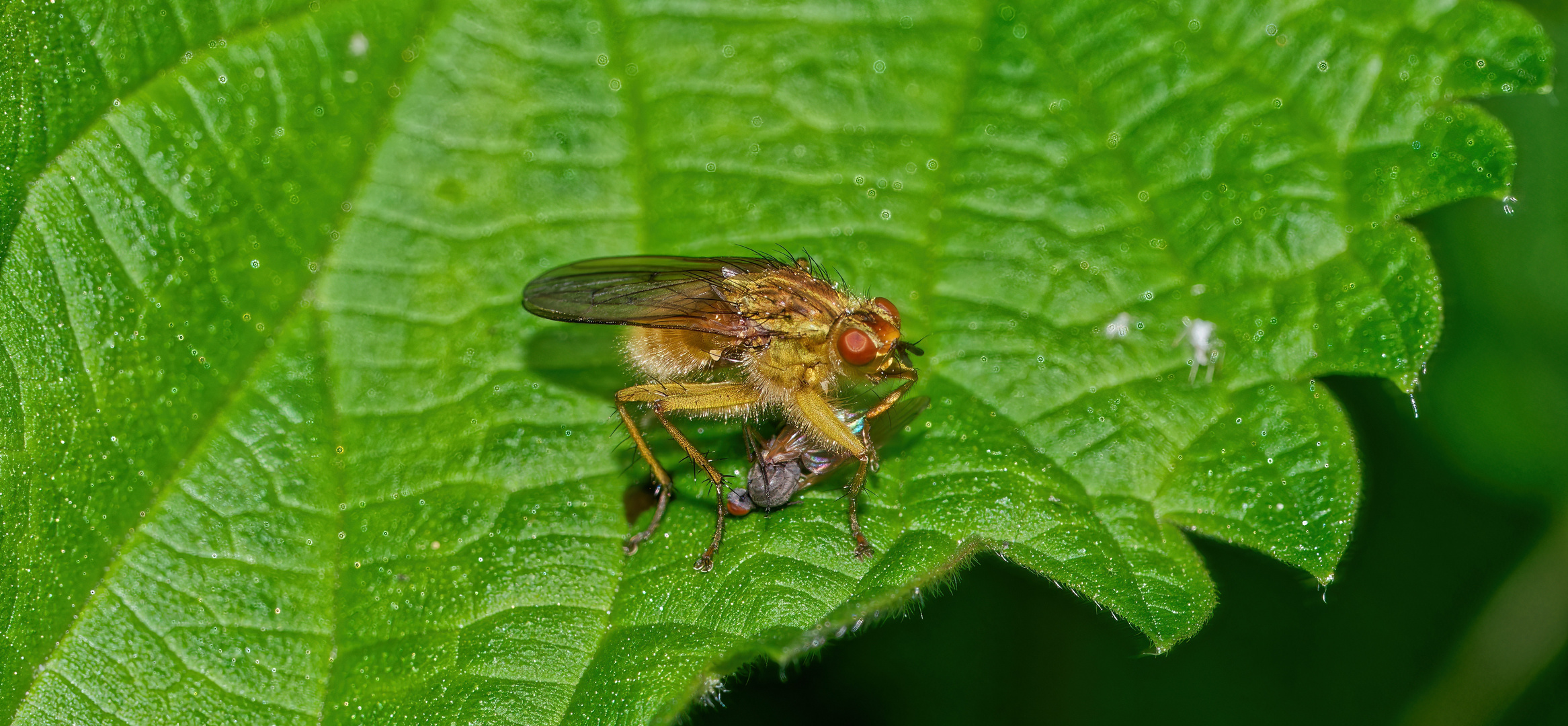 Gelbe Dungfliege beim Futtern