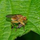 Gelbe Dungfliege beim Futtern