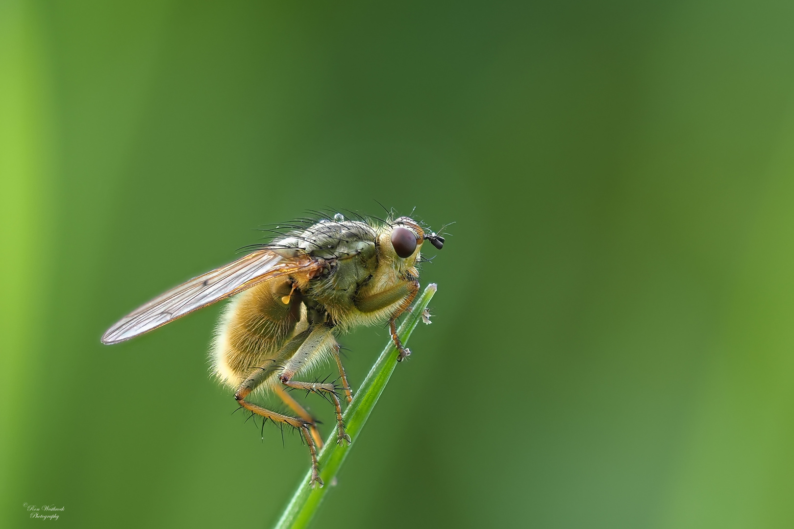 Gelbe Dungfliege